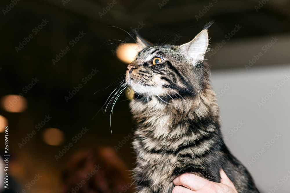 Naklejka premium Cat