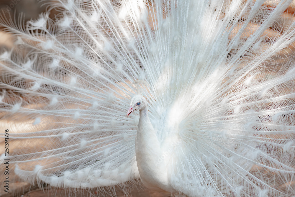Obraz premium a beautiful the white peacock