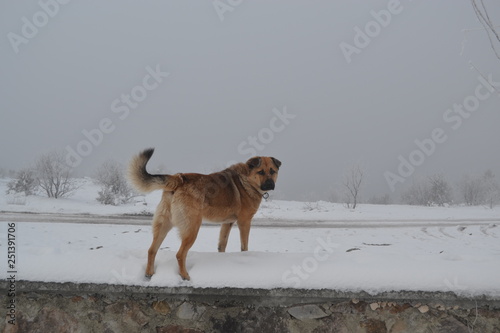 dog in snow