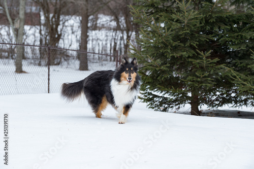 Collie in winter portrait © Lindy Martin