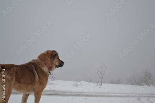 dog in snow