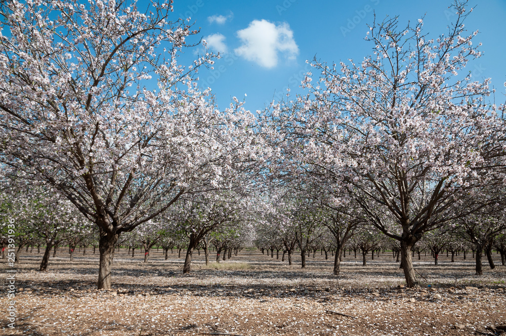 Almonds Orchard, white flowers Almonds Orchard, white flowers