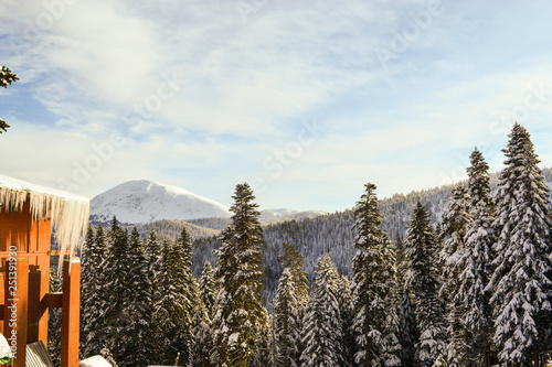 winter mountain landscape with pine trees and snow