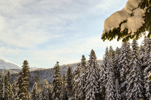trees in winter