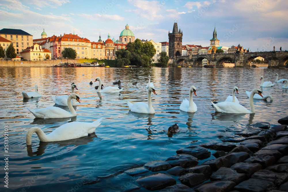 Fototapeta premium White swans floating near the shore in old Prague, center, Czech Republic