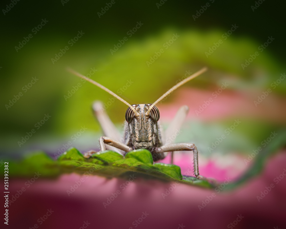 Green cricket standing on a wooden surface. Green cricket standing on a wooden surface.