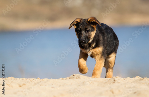 active puppy shepherd on a walk