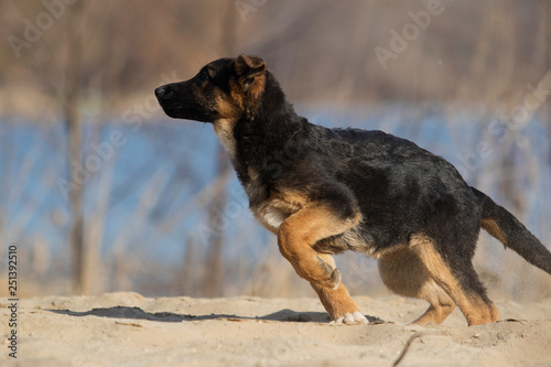 active puppy shepherd on a walk