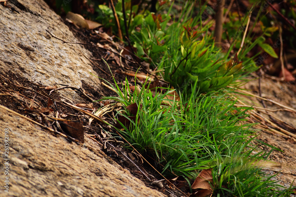 green moss on a tree green moss on a tree
