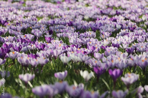 Field of purple and white crocus flowers in spring