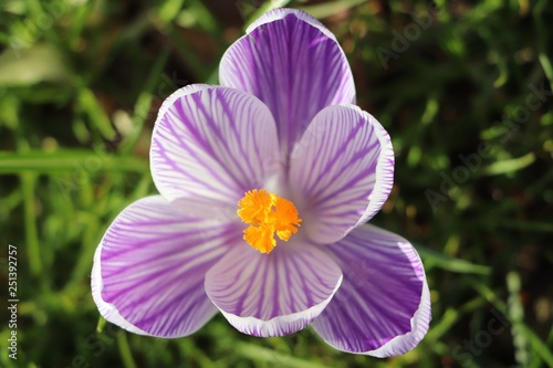 Purple crocus flower close up in spring