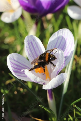 Bee on crocus flower, spring