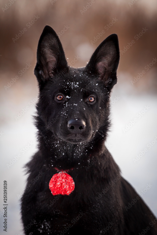 5 month old shepherd dog in the field