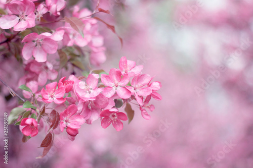 Pink apple flowers blossom in spring. Spring wallpaper