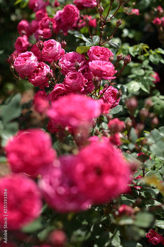 Üppige Rosenblüten