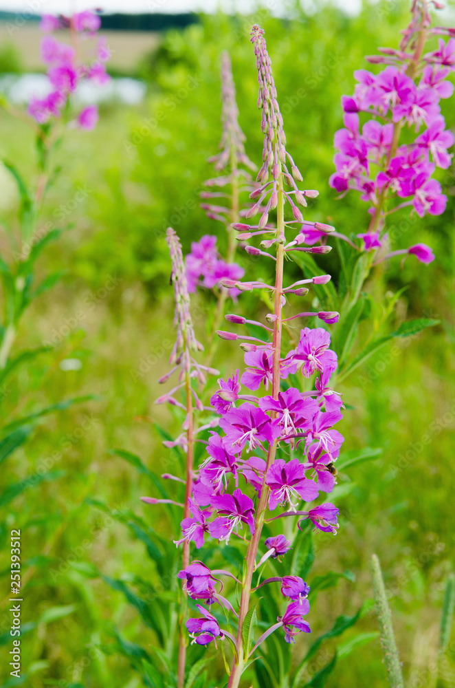 Flowers fireweed, epilobium, Ivan-tea against a green meadow and sky with clouds, healthy food, traditional medicine. Flowers fireweed, epilobium, Ivan-tea against a green meadow and sky with clouds, healthy food, traditional medicine.