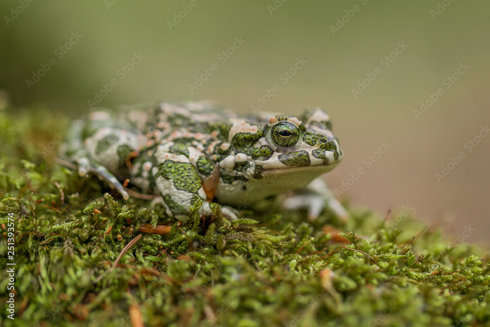 Fototapeta premium Green toad Bufotes viridis, also Pseudepidalea or Bufo in Czech Republic
