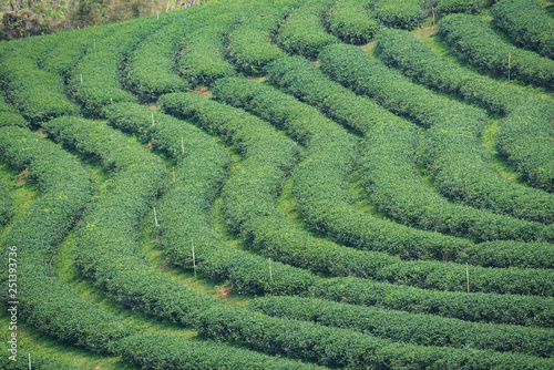 tea plantation in the morning