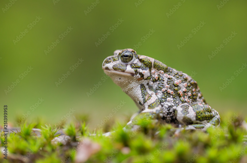 Green toad Bufotes viridis, also Pseudepidalea or Bufo in Czech Republic Green toad Bufotes viridis, also Pseudepidalea or Bufo in Czech Republic