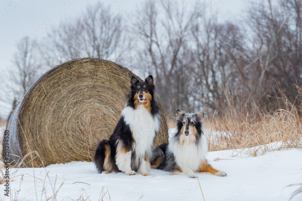 Collies portrait with hay bale