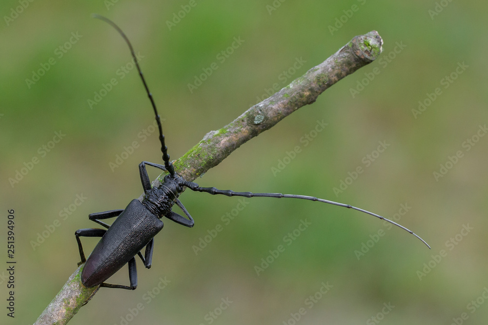 Longhorn beetle Cerambyx cerdo in Czech Republic