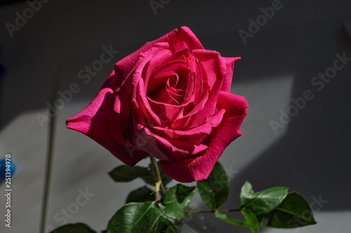 Fototapeta Naklejka Na Ścianę i Meble -  Red scarlet spring rose