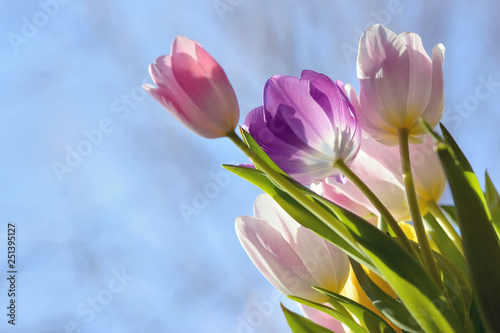 Bouquet of beautiful tulips