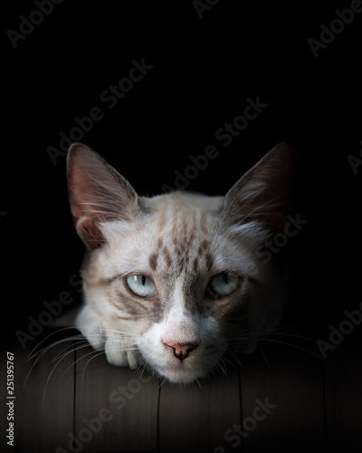 Cat close-up, blue covered eyes. Beautiful white and gray cat isolated on black photo
