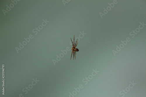 little spider on transparent glass close up © Sergey