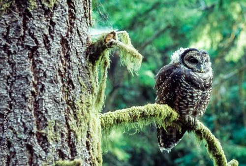 Watchful Eye - Northern Spotted Owl (Strix occidentallis) sits in on a Douglas Fir branch  in Oregon. photo