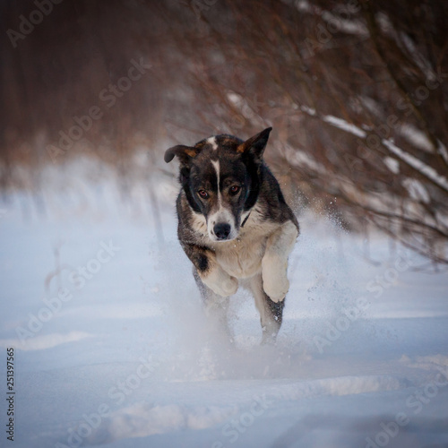 Mixed breed dog in the winter field © Farinoza