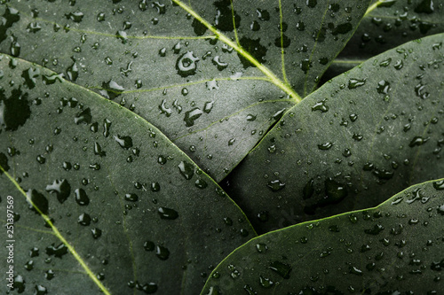 Background of green leafs with water drops