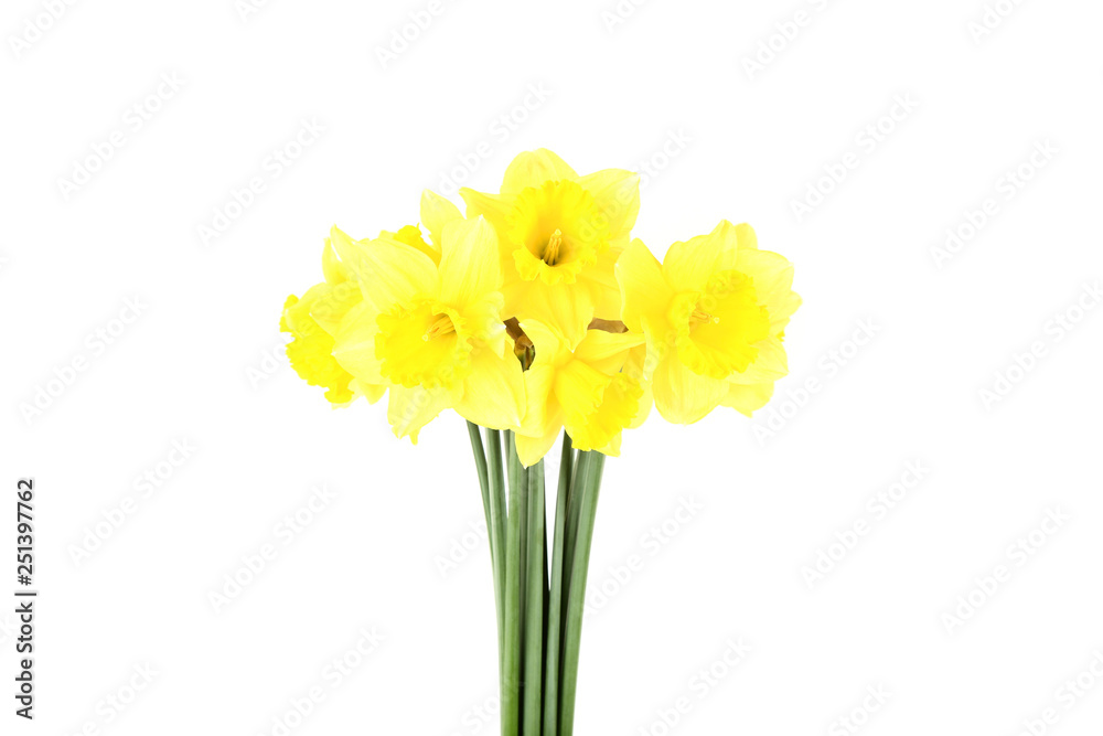 Yellow narcissus flowers on white background