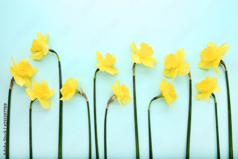 Fototapeta premium Yellow narcissus flowers on blue background