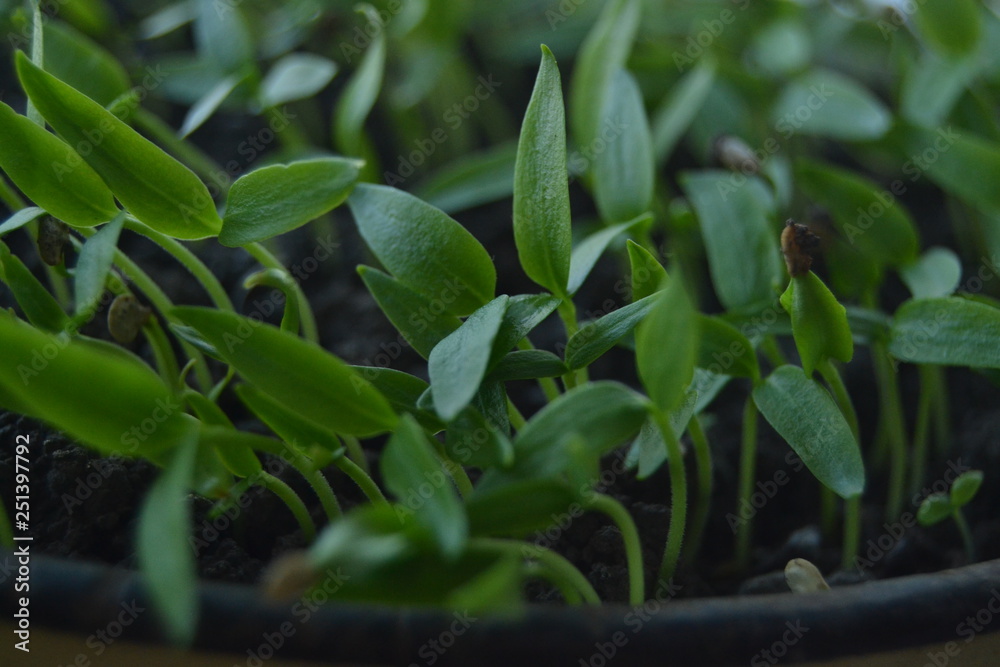 Fototapeta premium seedlings of pepper. fresh organic homemade seedlings on the window sill. 