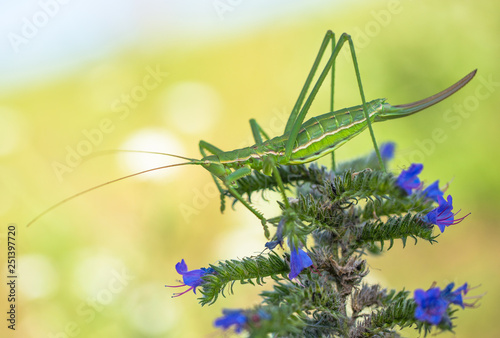 Bush cricket or Spiked Magician Saga pedo in Czech Republic