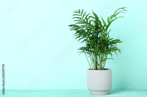 Green plant in pot on mint background