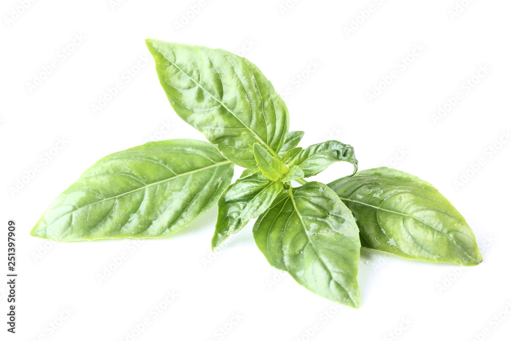 Green basil leafs isolated on white background Green basil leafs isolated on white background