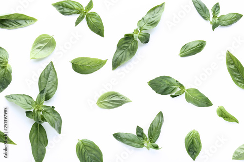 Green basil leafs on white background