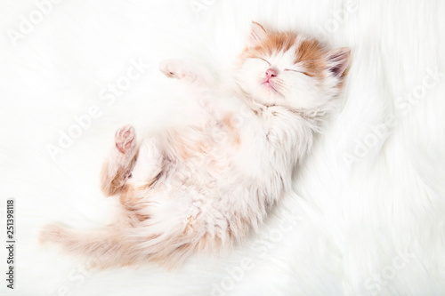 Cute kitten lying on white carpet