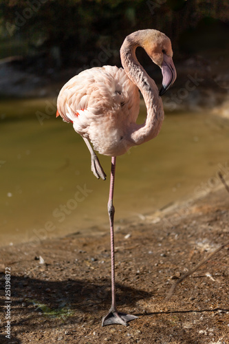 Flamingo (Phoenicoparrus minor) on a single leg