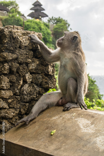 Macacos