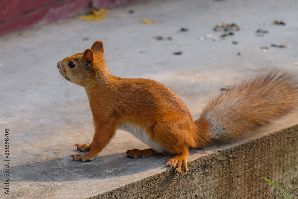 red squirrel in summer red squirrel in summer