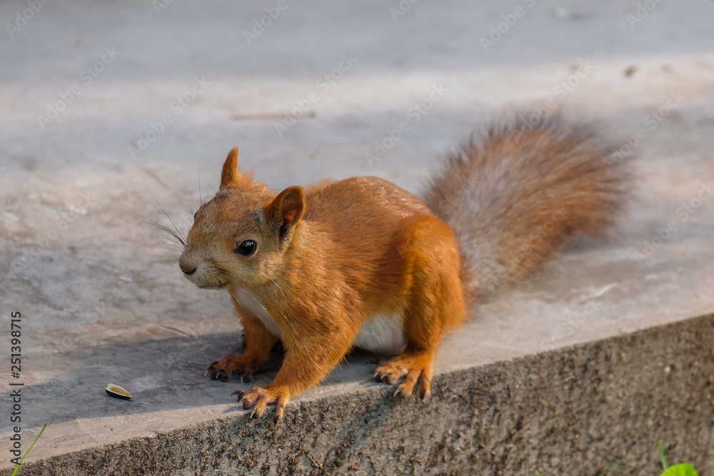 red squirrel in summer