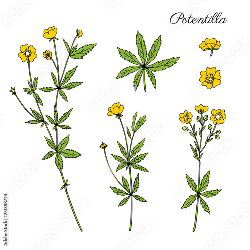 Foto Cinquefoil flower, potentilla erecta, bloodroot vector hand drawn colorful illus