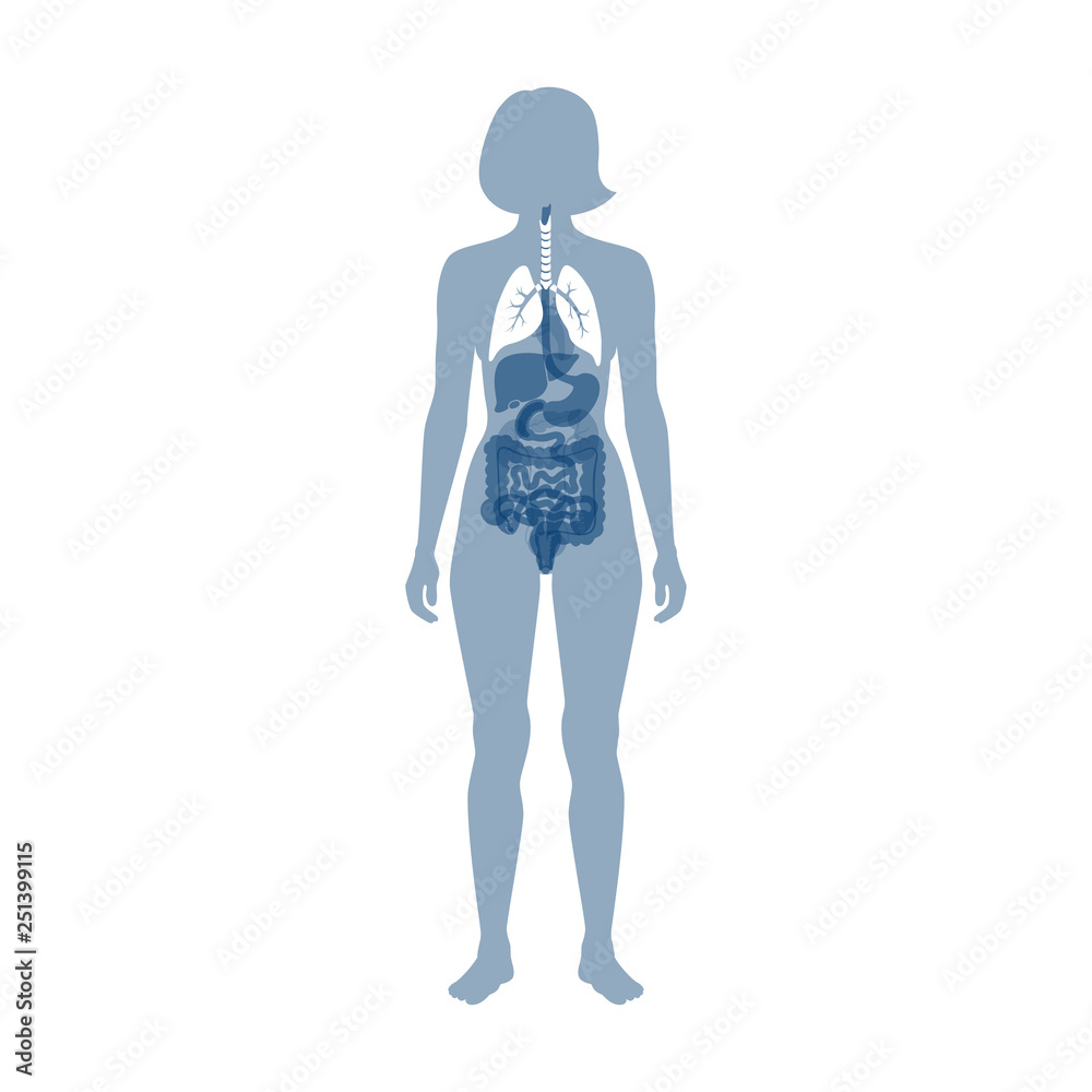 Vector isolated illustration of lung