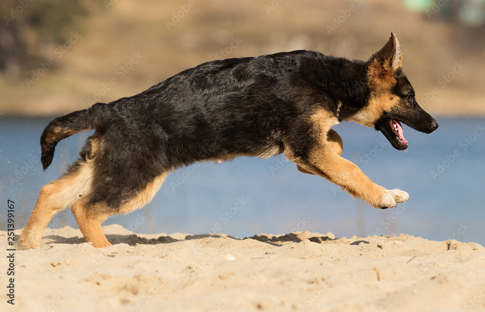 active puppy german shepherd