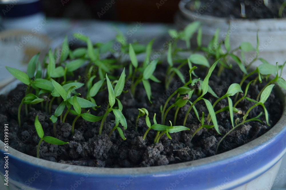 seedlings of pepper. fresh organic homemade seedlings on the window sill. 