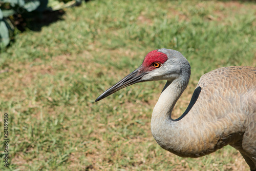 Closeup of a Sandhill Crane - Grus canadensis