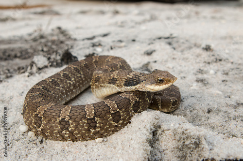 Eastern hognosed snake - Heterodon platyrhinos